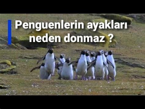 penguenler neden üşümez